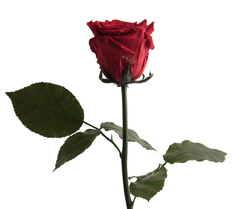 Timeless Natural Real Roses